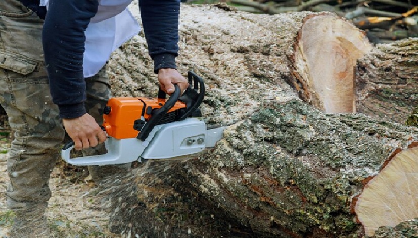 Pruning And Stump Extraction