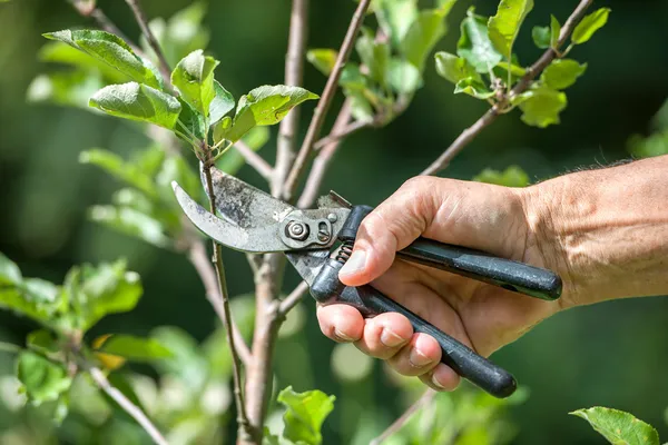 Pruning Trees